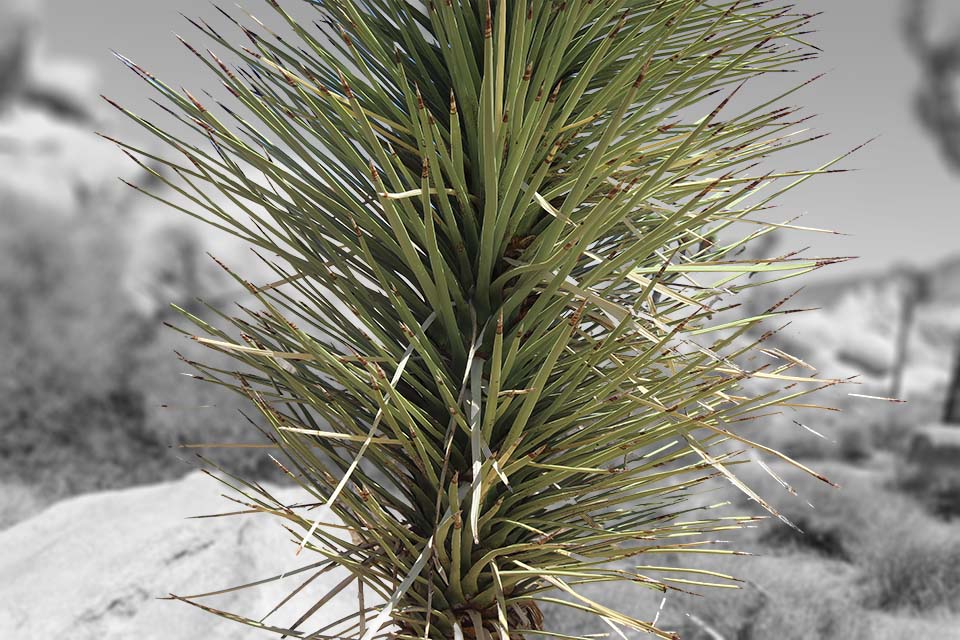 Joshua Tree - Bild 1