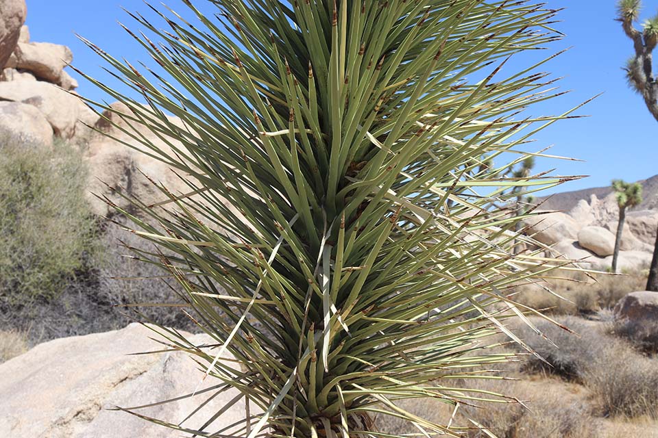 Joshua Tree - Bild 2